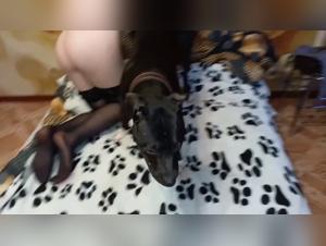 Dog fucking pussy in Anal Knot