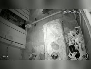 Extreme Bestiality Sex Scene: Watch a Man and His Dog in an Intimate Relationship