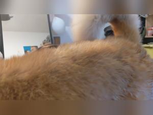 Pushing Boundaries: Coco Triple X