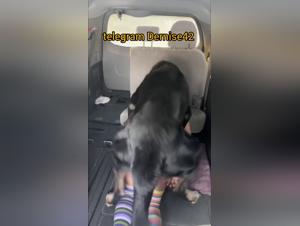 Hundekraft, versaute Einreichung, roher und gefilmter Genuss