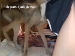 Intensiver Tiersex: Der Hund kontrolliert die Situation, die Frau gibt sich hin