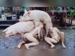 Tierausbeutung: Herausforderungen fur Konventionen