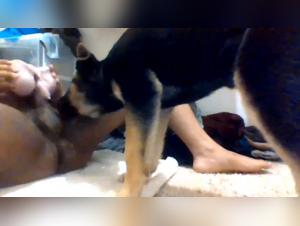 Dog sex videos: a unique experience