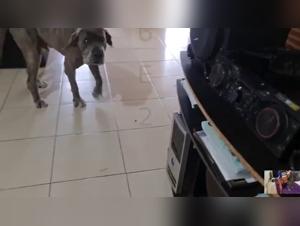 Descubre videos exclusivos de sexo para animales en OnlyFan: la pasion de bestialidad