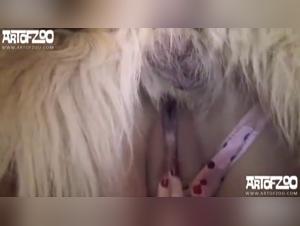 Confini superati: in questa scena provocatoria il desiderio incontrollabile viene espresso con un cane.