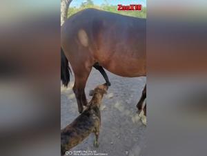 the myth of safe dog sex