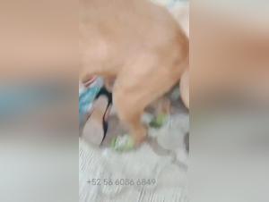 Hardcore-Fantasien und bestialische Beziehungen: Pornovideo ohne Grenzen