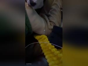 Sinnlicher Verrat: Freude mit seinem Hund in seiner Abwesenheit