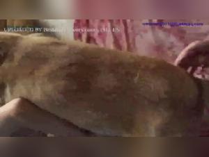 Young Julia's Extreme Bestiality Experience: A Game-Changer