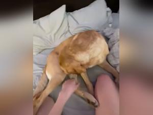 Scopata canina erotica: Milly e la sua ossessione per gli animali