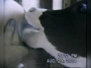 Bestial breastfeeding: an extreme sexual practice