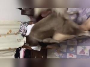 Vidéos de Sexe avec Chien - Bestialité Extrême