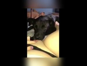 Dog Sex Videos: Watch This Innocent Teen in a Hardcore Scene