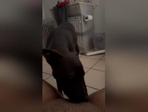 muvisex dog sex videos