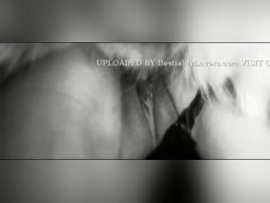 Hard and Exciting Bestiality Scenes