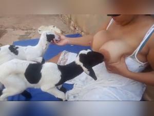 Das schlampige Schaf und der Hund in Ekstase, nachdem sie Muttermilch getrunken haben
