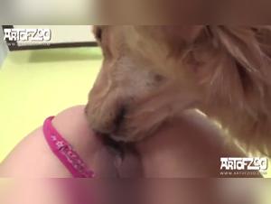 Extreme zoophilia video