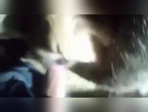 dogporn zoophilia lovers