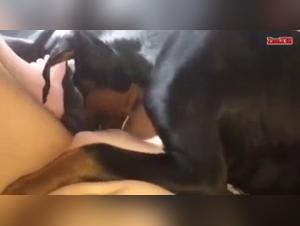 Homemade Dog Sex Video