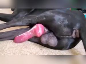 Sperm flows, eager and dominant dog