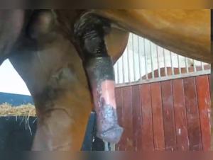 An unforgettable afternoon with a dog