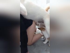 Scopare con un cane: donne nell'eclissi della ragione