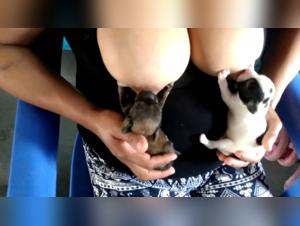 Bestiality sex video with woman and puppies