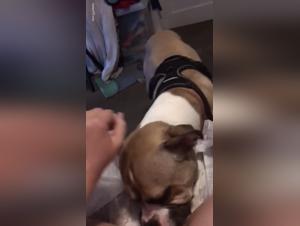 Violenza sessuale sugli animali - NSFW estremo