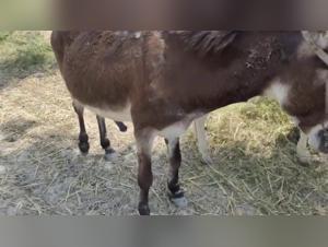 Bestiality Video: An Extreme Experience