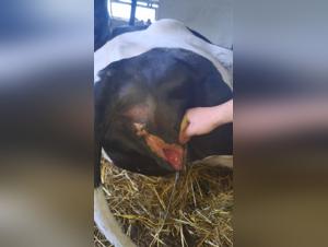 Explore the limits of bestiality sex