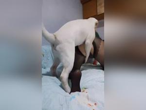 Dog Lover's Boundaries: Blurred Lines