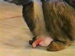 L'impact reel sur les animaux