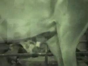 Scopata bestiale e intenso piacere con squirting