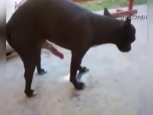 Esplora l'abisso della zoofilia: donne devote agli animali