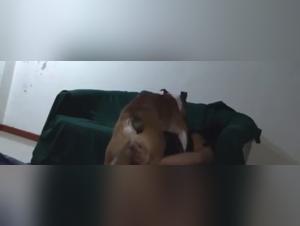 Extreme dog sex video