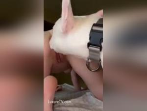Troia scatenata: amore selvaggio con il cane