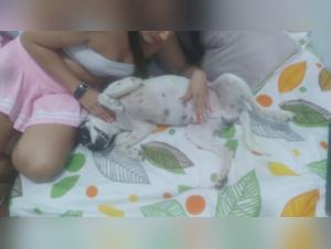 Dog Sex Video: Discover the World of Zoophilia