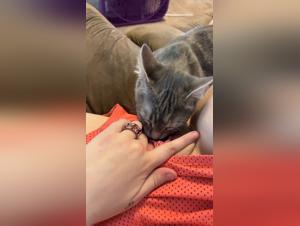 Family amazed by the filthiness of bestiary porn videos