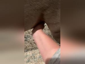 Discover the pleasures of bestiality and sex with animals