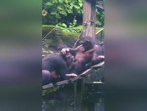 Video of extreme zoophilia with a monkey