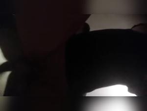 Bestiality sex: a young girl and her dog in a hard scene