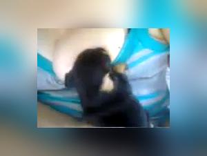 Bestiality sex with a dog: an extreme experience