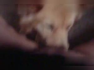 An Extreme Zoophile Experience