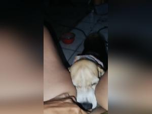 animal breath, orgasms shared in zoophilia