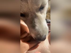 Conoce el encuentro sexual entre una mujer y su perro