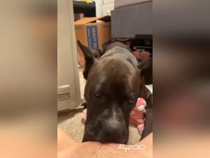 The Girl Gets Fucked by Her Dog On The Couch