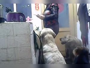 Animal Porn: Crossing the Forbidden Line