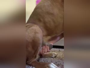 Dog Sex Video: An Extreme Experience