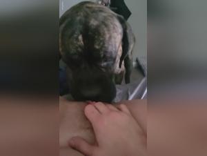 animal porn, dog cock worship