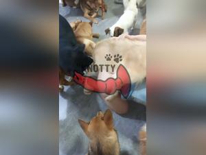 The Zoo Pigs Prepare for a Night of Fantasies